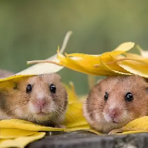 عکس با کیفیت برای پروفایل واتساپ عکس پروفایل طبیعت و حیوانات