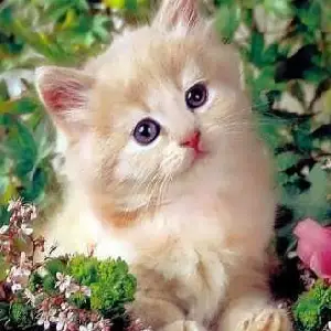 عکس با کیفیت برای پروفایل واتساپ عکس پروفایل طبیعت و حیوانات