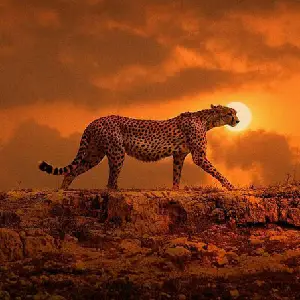 عکس با کیفیت برای پروفایل واتساپ عکس پروفایل طبیعت و حیوانات